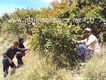 Arrancando las guayabas de los árboles en la Visita a una Huerta de Guayabas en la Sierra Fría de Calvillo, Ags.(C) Altiplano Tours Ags. DÍ NO A LA POSADERÍA. (Plagio Posada).